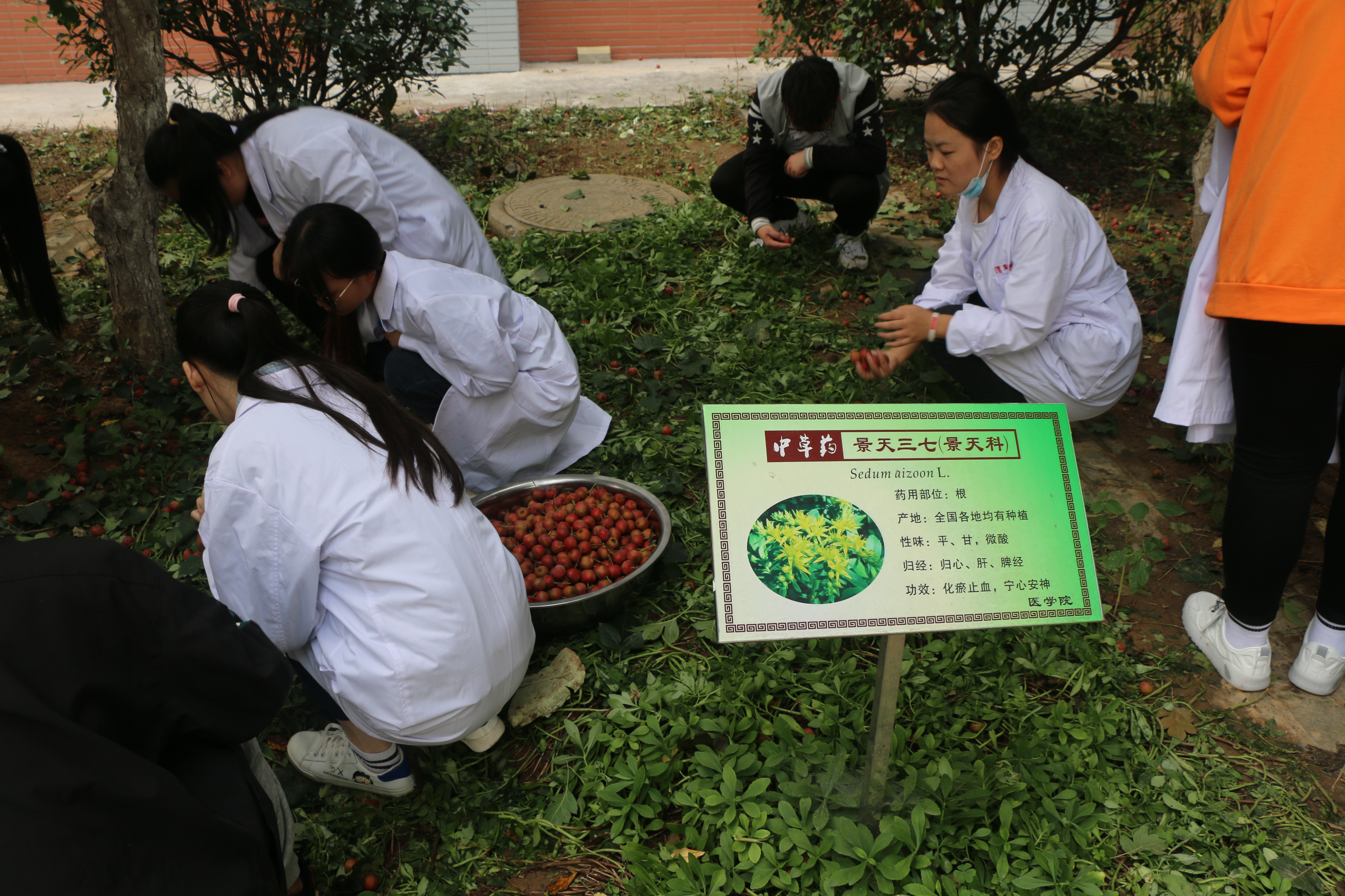将理论与实践相结合,推进了大家对中药才的进一步认识